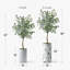 42 po Eucalyptus artificiel en pot-991391606
