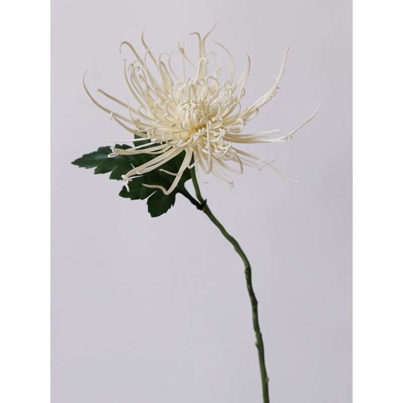 Tige de chrysanthème Firework Spider - 28,3 po, Rosé, [E] 24 tiges