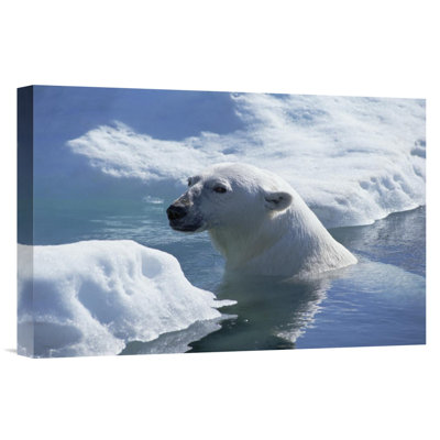" Polar Bear About To Haul Out On Ice Floe, Wager Bay, Canada "