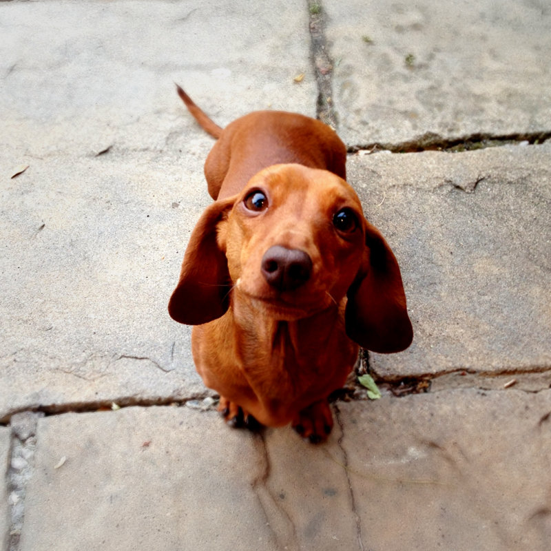 «Obedient Dog» - Photographie sur toile tendue, H 12 po x l 12 po