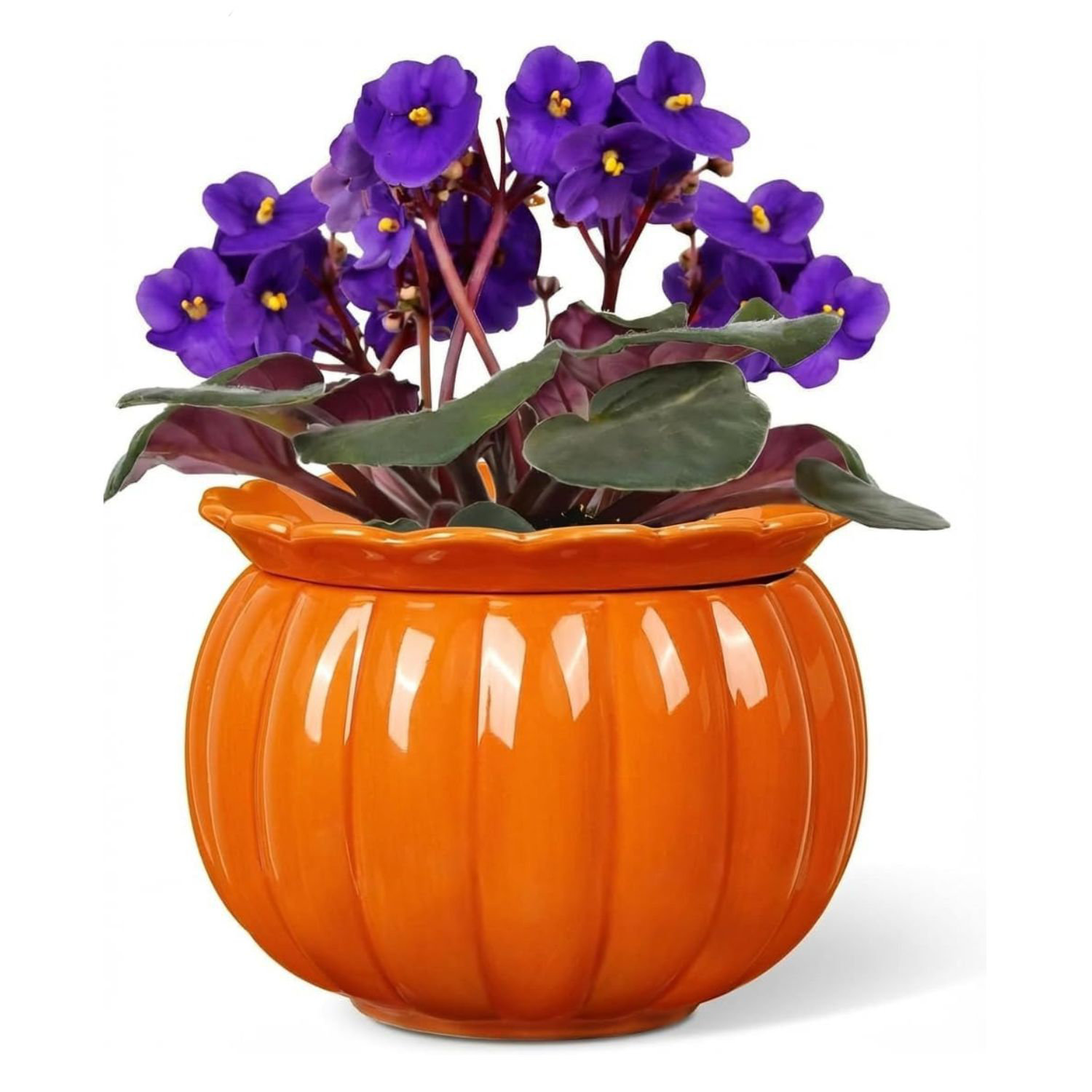 Ebern Designs Self-watering African Violet Pot 6 Inch Pumpkin Orange-1 | Wayfair