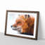Profile of a Red Fox - Framed Print-56758551-56758554