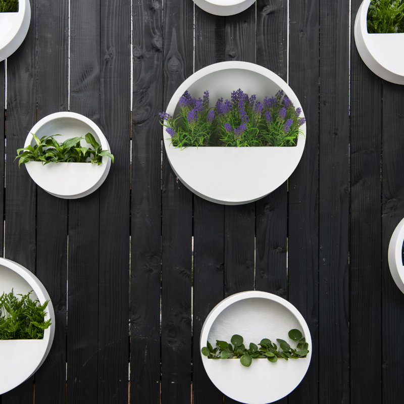 Outdoor UV Rated Lavender in Hanging Planter