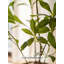 Ornement décoratif d'intérieur et d'extérieur de verdure artificielle minimaliste Pieris Japonica