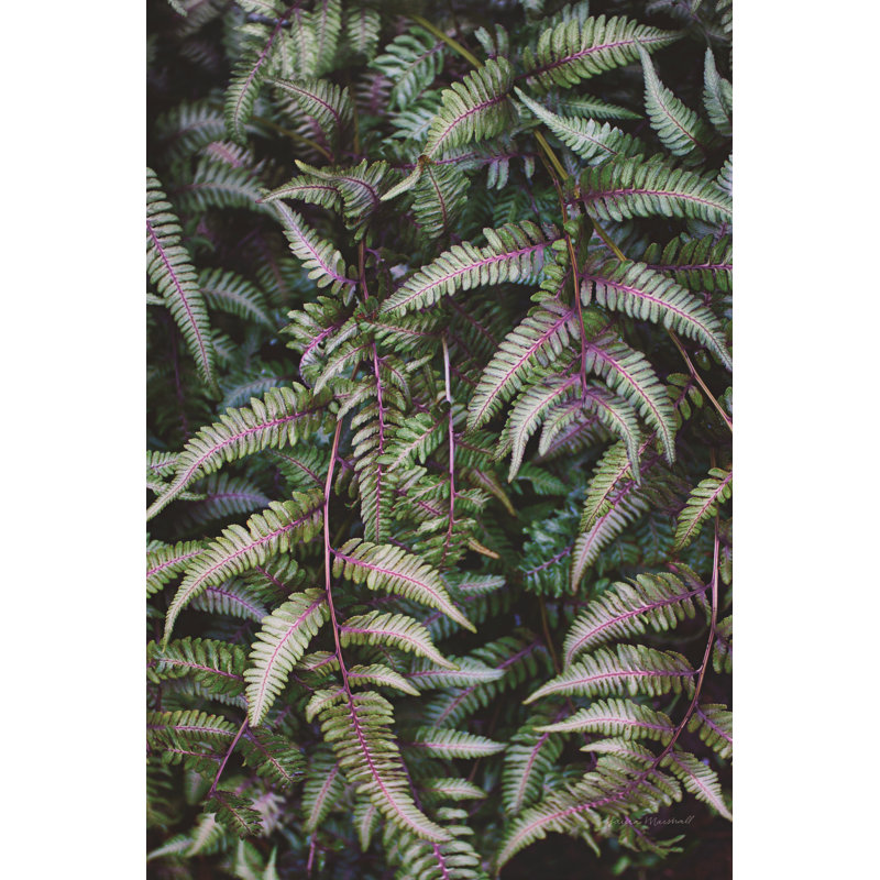 Funky Ferns II by Laura Marshall - Painting Print, Black Floater Framed, 122cm H x 81cm W