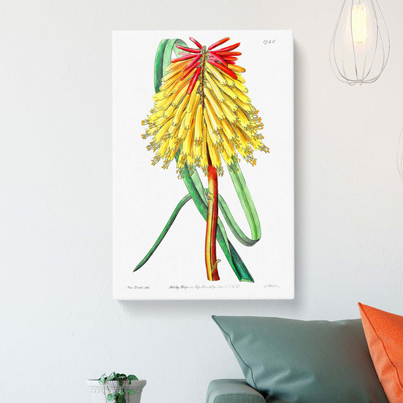 Hot Poker Flower - Wrapped Canvas, 76cm H x 50cm W x 3cm D