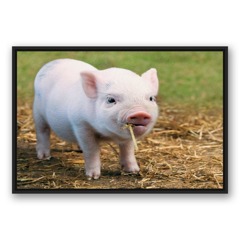 «Little Piglet», toile flottante encadrée, H 13,75 po x l 37,75 po