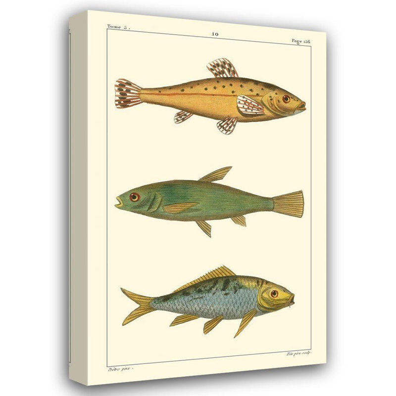Beachcrest Home™ Pretre Gallery Wrapped Canvas Art Titled: Freshwater Fish IV