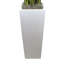 Snake Plant In Fiberstone Pot
