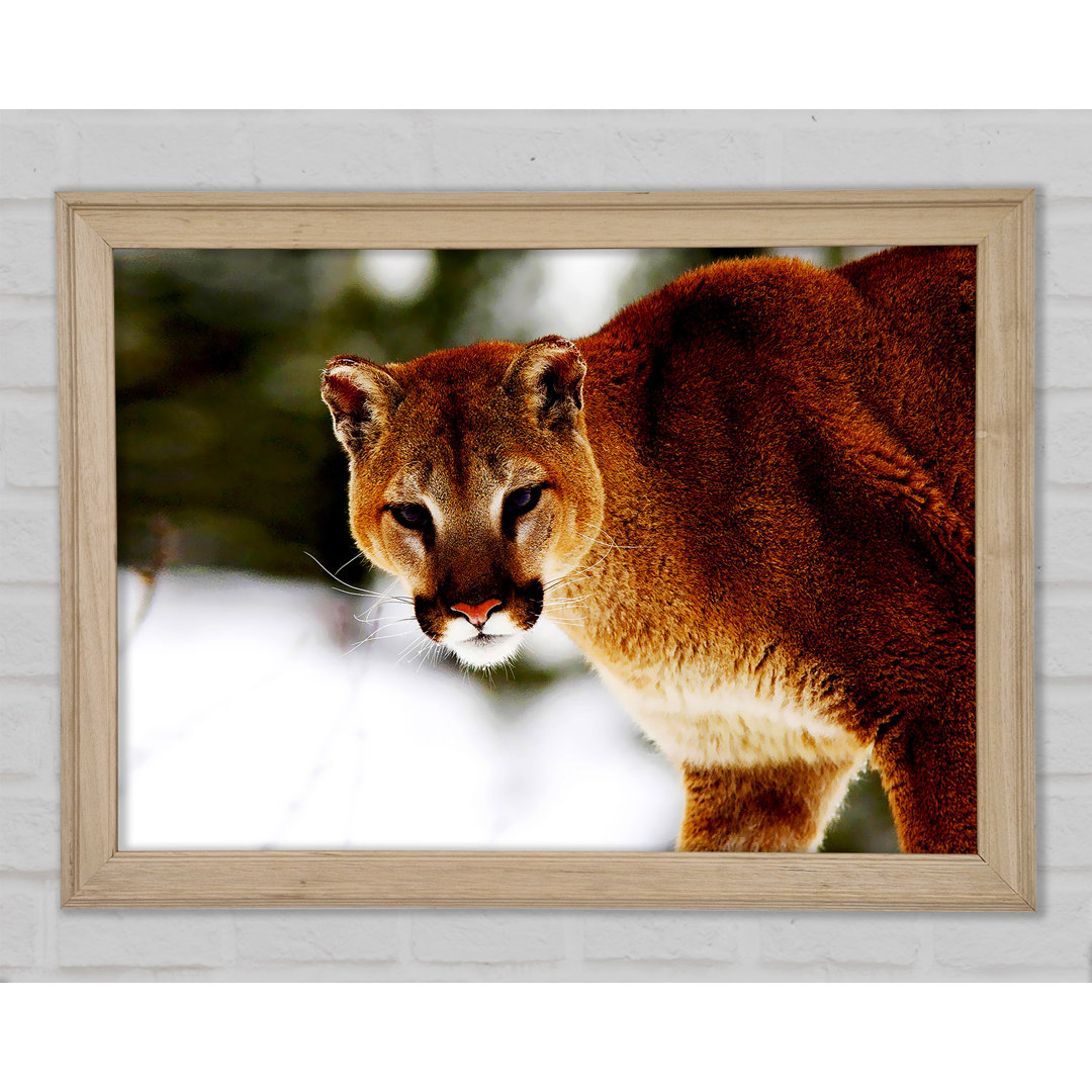 Florida Panther In The Snow - Einzelne Bilderrahmen Kunstdrucke