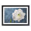 White Amaryllis Flower - Picture Frame Painting Print-56739237-56739240