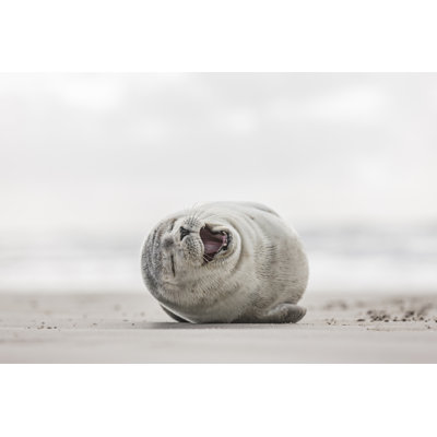 Little Smiling Seal - Wrapped Canvas Print