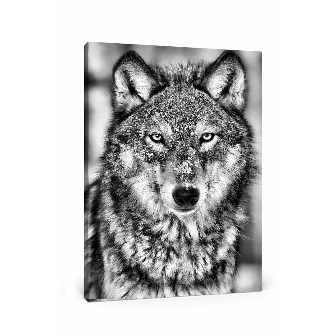 Leinwandbild Wachsamer Wolf