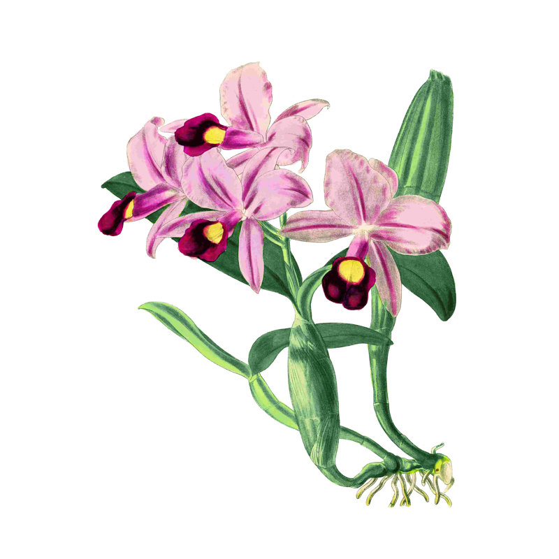Orchidée rose rétro botanique, H 18 po x l 12 po