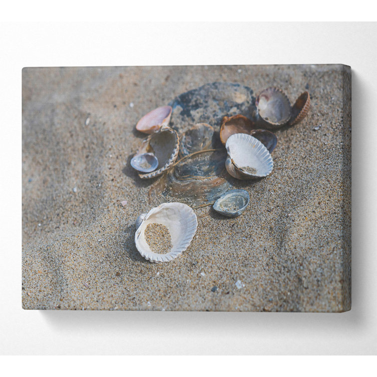 House of Hampton White Shells On Sand | Wayfair.co.uk