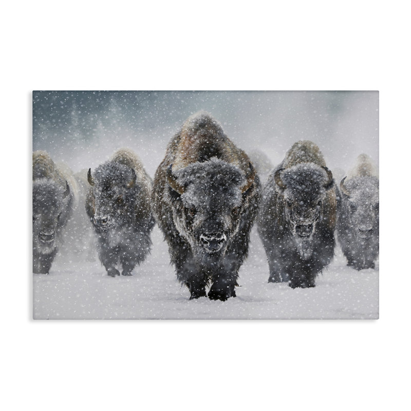 «Indomitable Bison in Snow», art mural sur toile par Mark Kelso, H 20 po x l 30 po