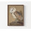 «Common Barn Owl Portrait II» par Jacob Green, art mural encadré, reproduction de portrait de Magdalena, cadeau d'amant d'oiseaux, art de chouette effraie, impression d'art de la nature