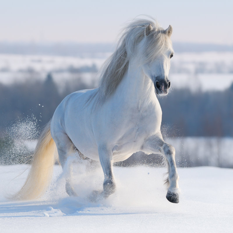 Galloping White Horse - Wrapped Canvas Print, 30cm H x 30cm W