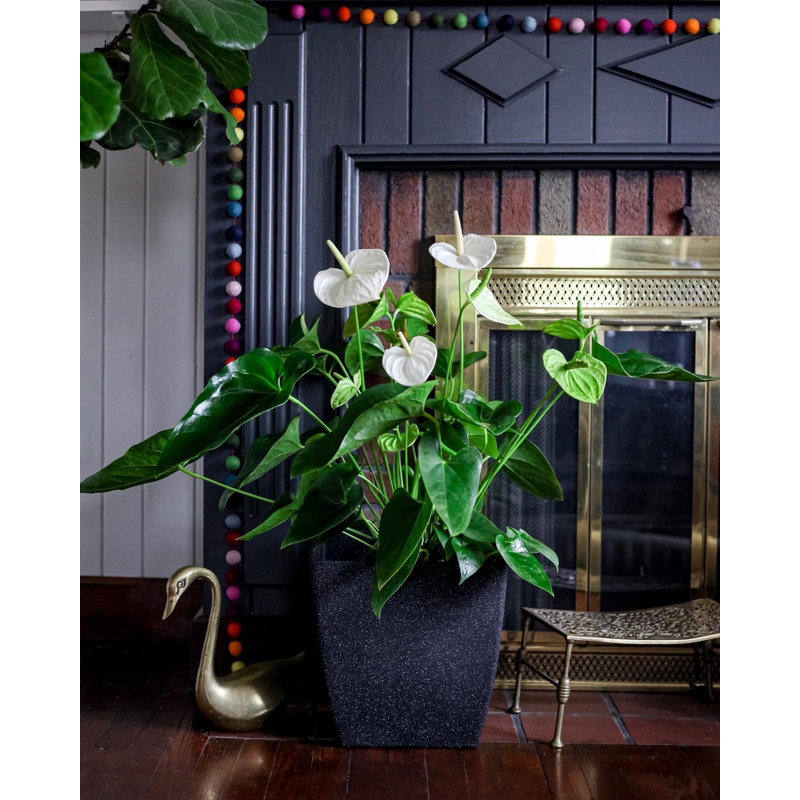 Wernfried Pot Planter, Black Sand, 16" H x 16" W x 16" D