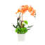 Orchidée et arrangement de plantes grasses