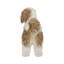 Shih Tzu debout
