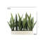 27" Potted Snake Plant - Natural-2116599305