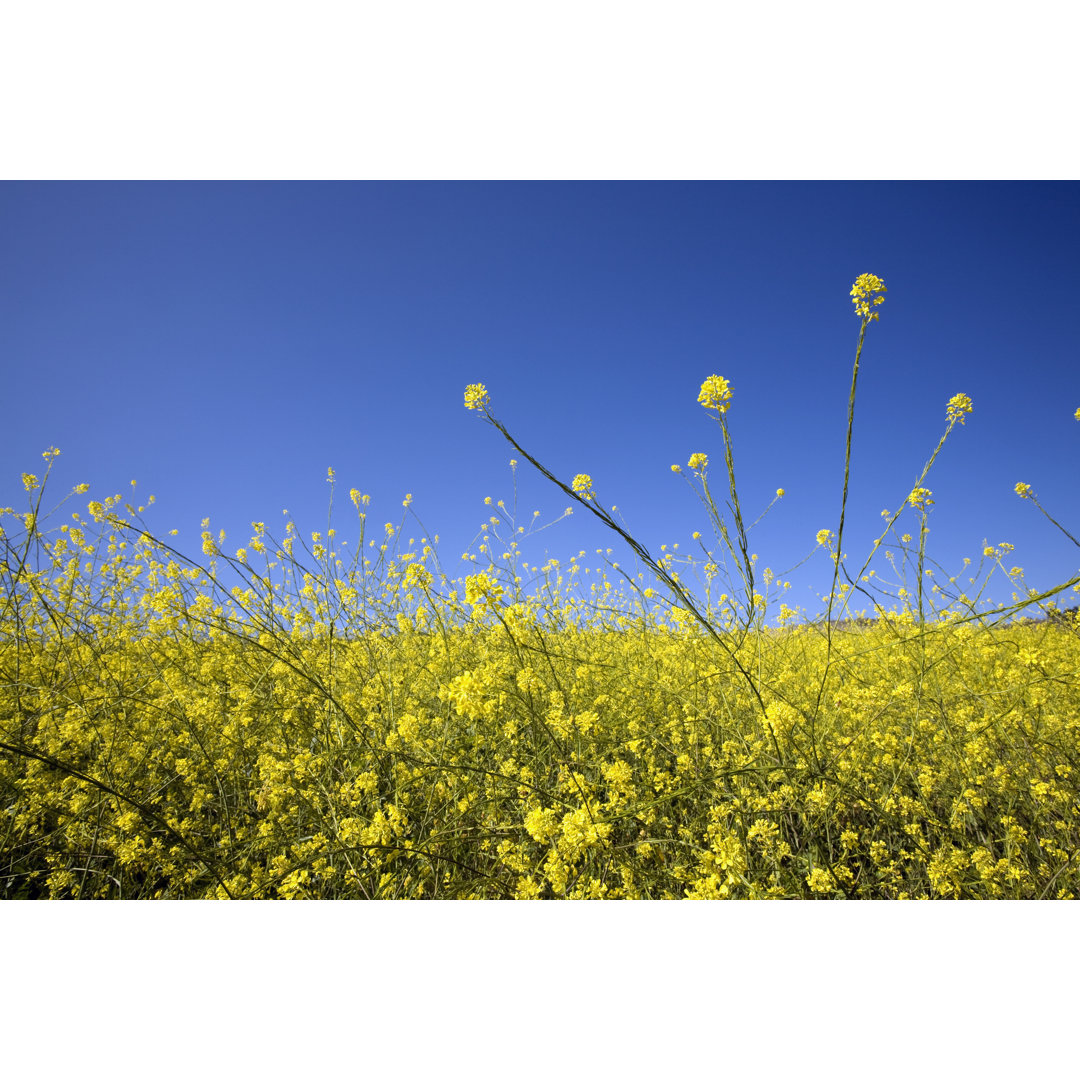 Ragweed von Bobtphoto - Kunstdrucke auf Leinwand ohne Rahmen