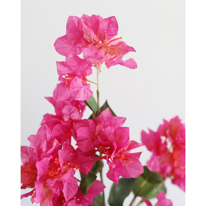 Fuchsia Bougainvillea 44 po