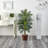 Areca Palm Silk Tree