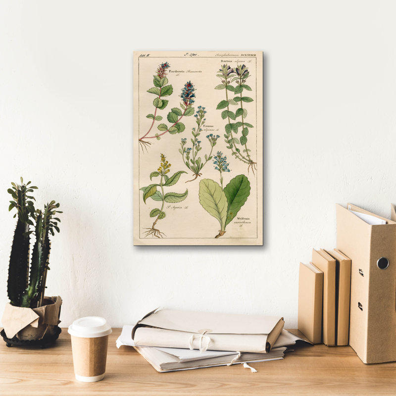 «Scrophularineae» par Art Licensing Studio, art mural sur toile