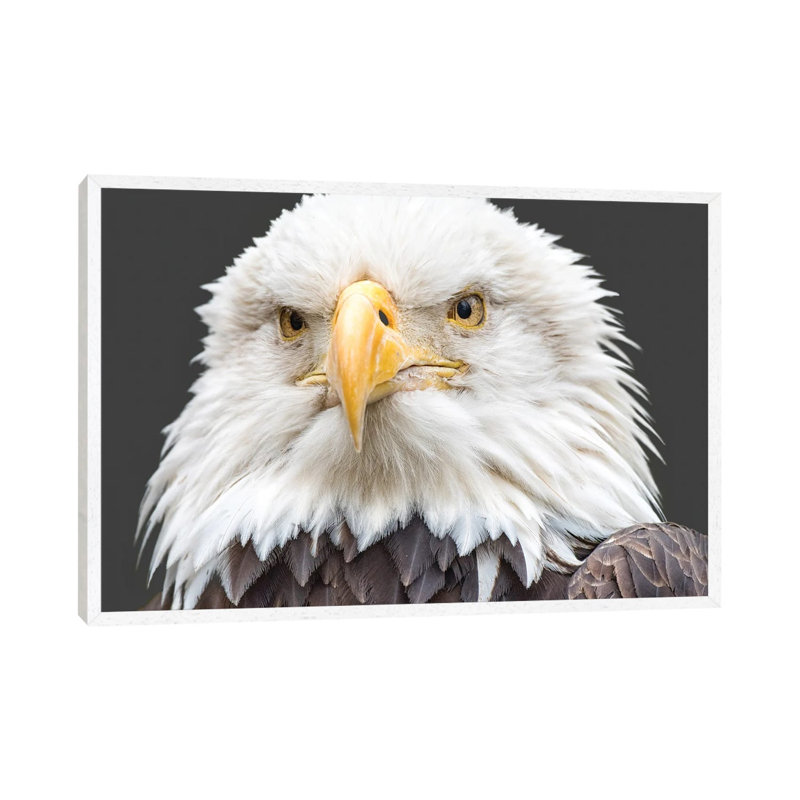 I See You Too by David Gardiner - Print on Canvas, White Framed, 66.04 cm H x 45.72 cm W