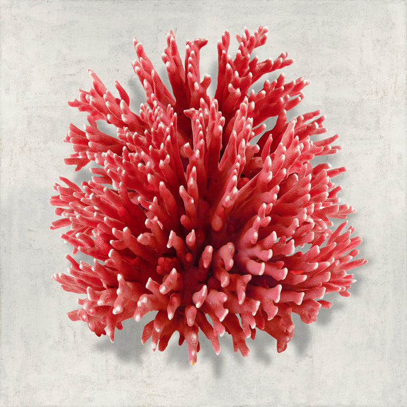Coral Red I by Caroline Kelly - Wrapped Canvas Print, 51cm H x 51cm W