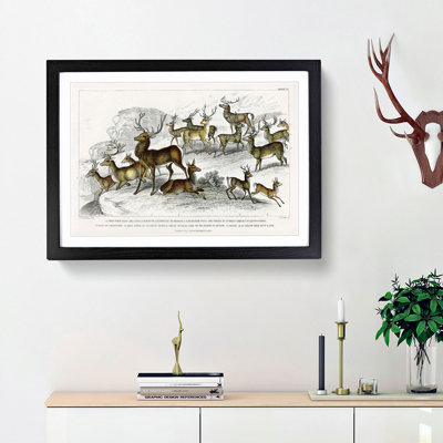 Deer's & Stags by Oliver Goldsmith - Picture Frame Painting Print
