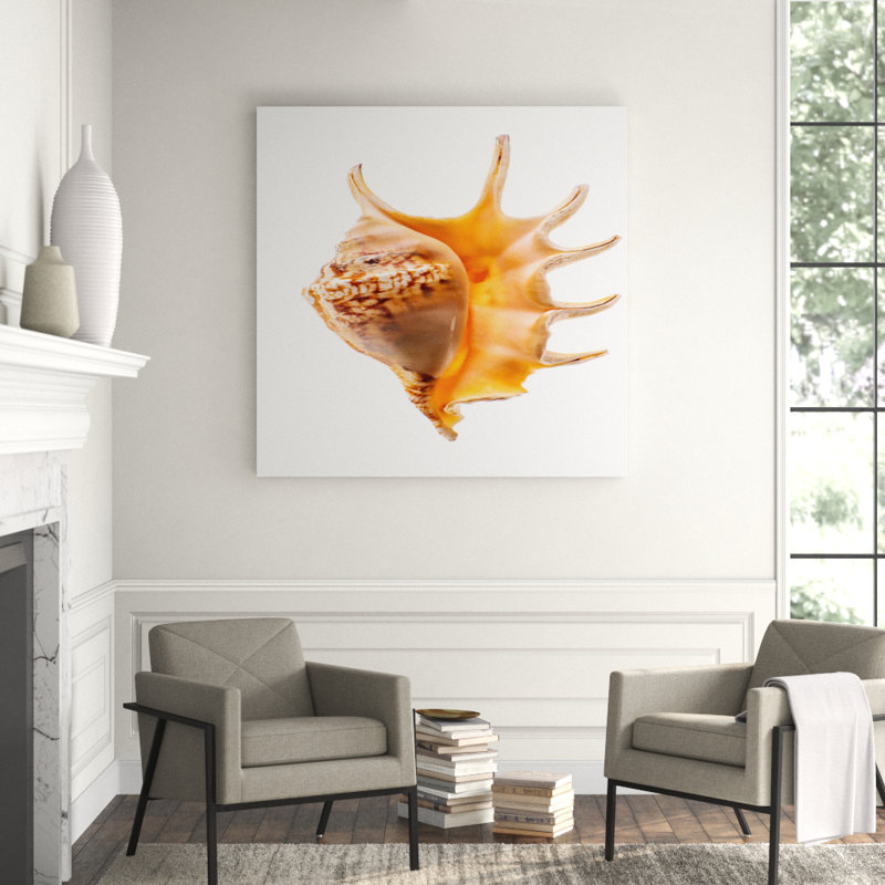 Spider Conch Shell Print, 36" H x 36" W x 2.5" D, Aluminum