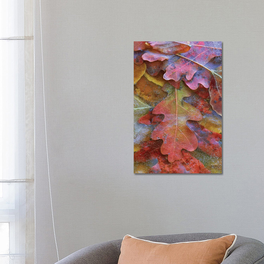 Fallen Autumn Colored Oak Leaves Frozen On The Ground von Tim Fitzharris - Gallery-Wrapped Canvas Giclée on Canvas