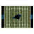 Carolina Panthers