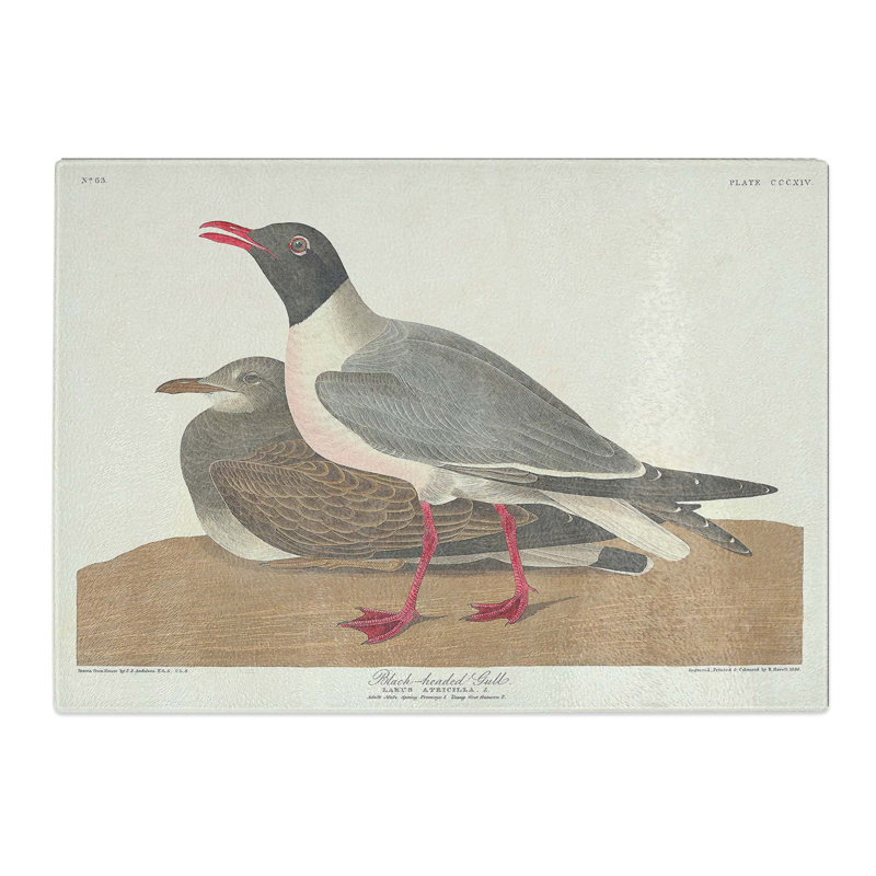 Tempered Glass Headed Gull by John James Audubon Chopping Board, 39cm W x 28.5cm L