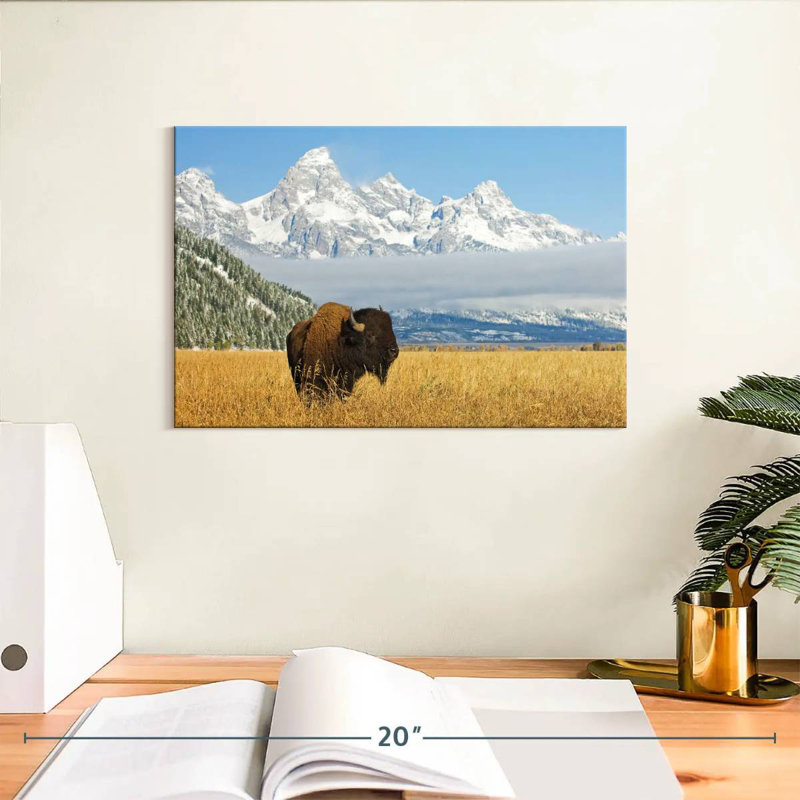 Grand Teton Bison Bull, H 8 po x l 12 po
