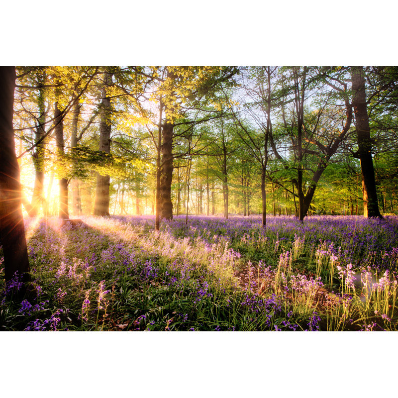 Deane Sunrise Through Norfolk Bluebell Woodland - Wrapped Canvas Print, 30cm H x 46cm W x 3.8cm D