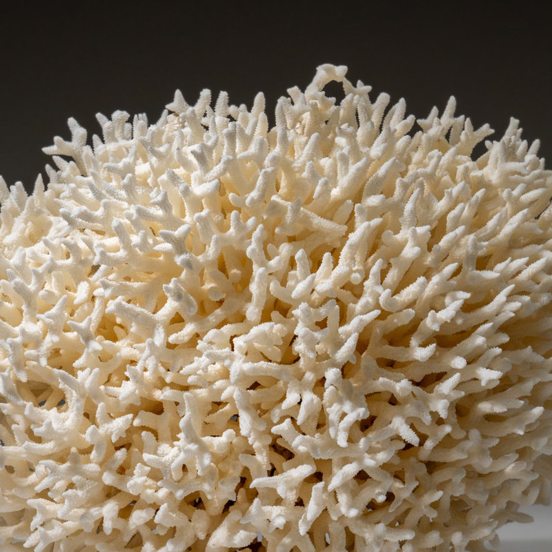 Genuine Birds Nest Coral ( 3.5 Lbs)