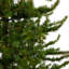 Green Pine Artificial Christmas Tree-780217500-750295500