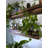 Ambrosia Maple Floating Shelf-1291674765