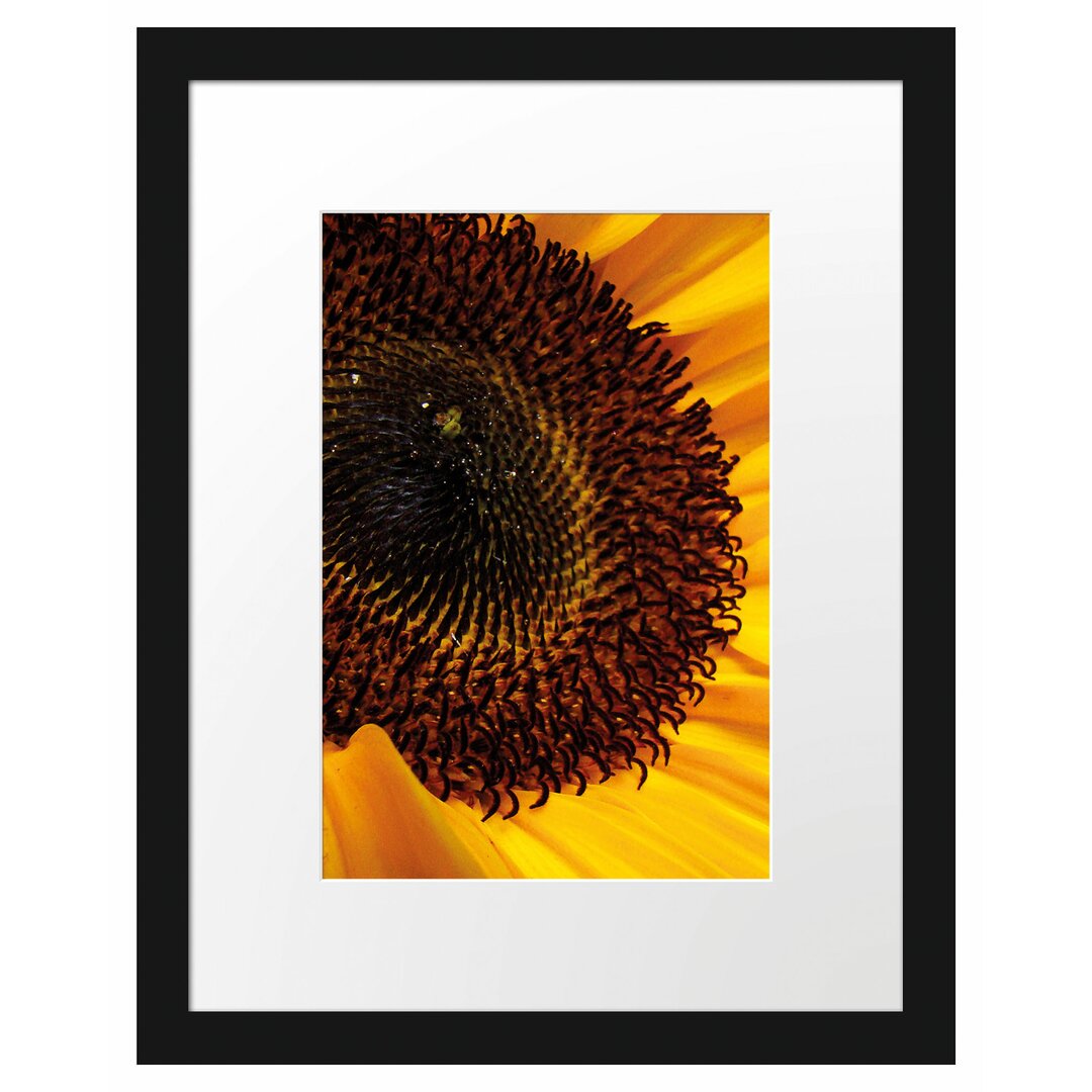 Gerahmtes Poster Große Sonnenblume