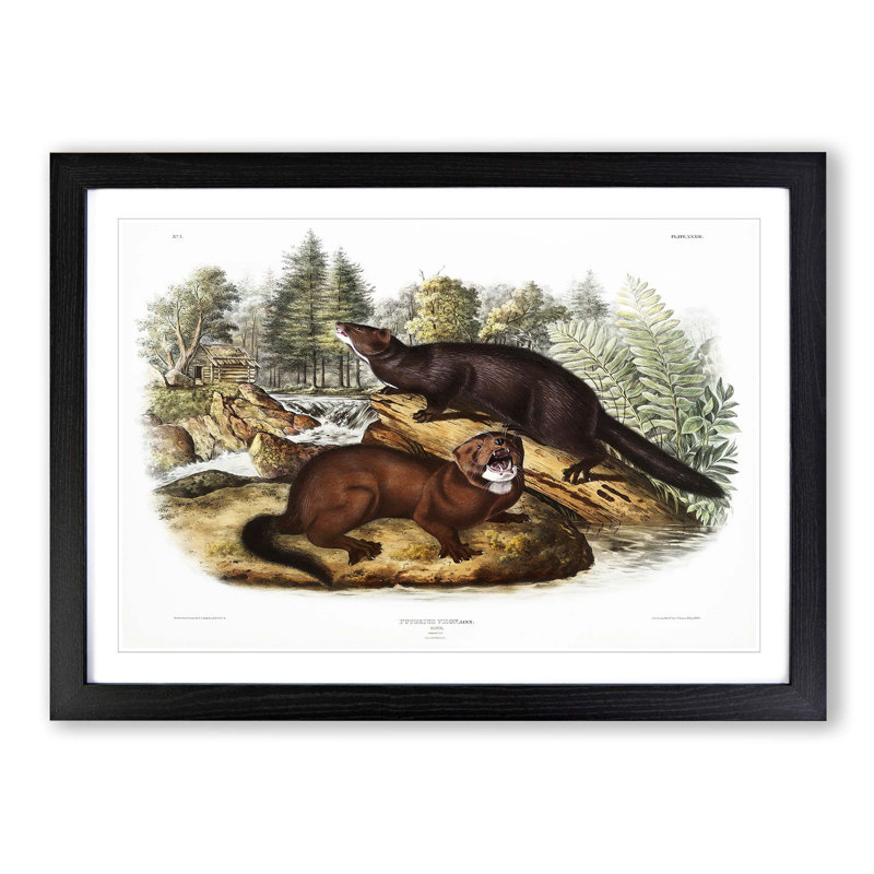 Mink by J.W. Audubon - Picture Frame Painting Print, 27cm H x 36cm W x 2cm D, Black Framed