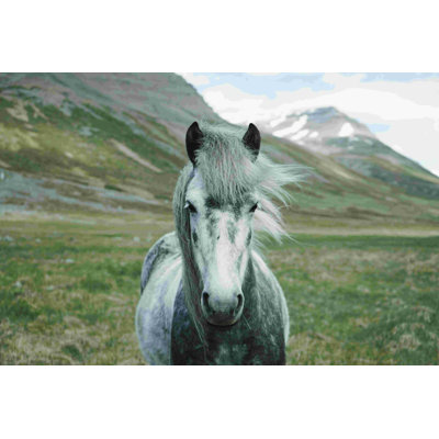 Islande, cheval gris - reproduction sur toile tendue