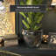 Medallion Urn-347584820-347584817