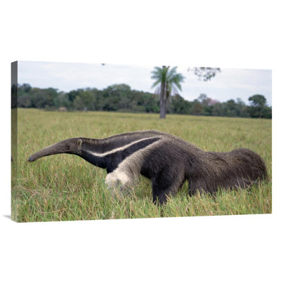 " Giant Anteater, Pantanal, Brazil "