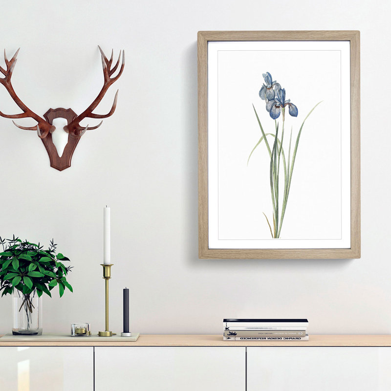 Iris Pratensis by Pierre-Joseph Redoute - Single Picture Frame Painting, 48cm H x 36cm W x 2cm D, Oak Framed