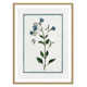 Shabby Elegance Botanical II - Framed Art
