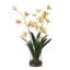 Orchidée araignée dans un vase en verre
